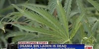 Marijuana Found Near Osama Bin Laden’s Hideout, Servants Bought Coke and Pepsi