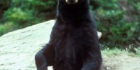 Bear hunt opens in Maryland with increased quotas and questions
