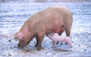 Pigs can spread antibiotic resistant MRSA to humans if food isn't cooked properly.