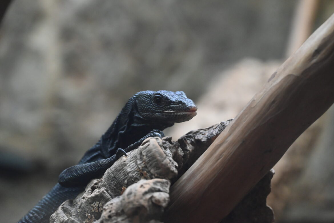 Reptile Riot at the Smithsonian Zoo