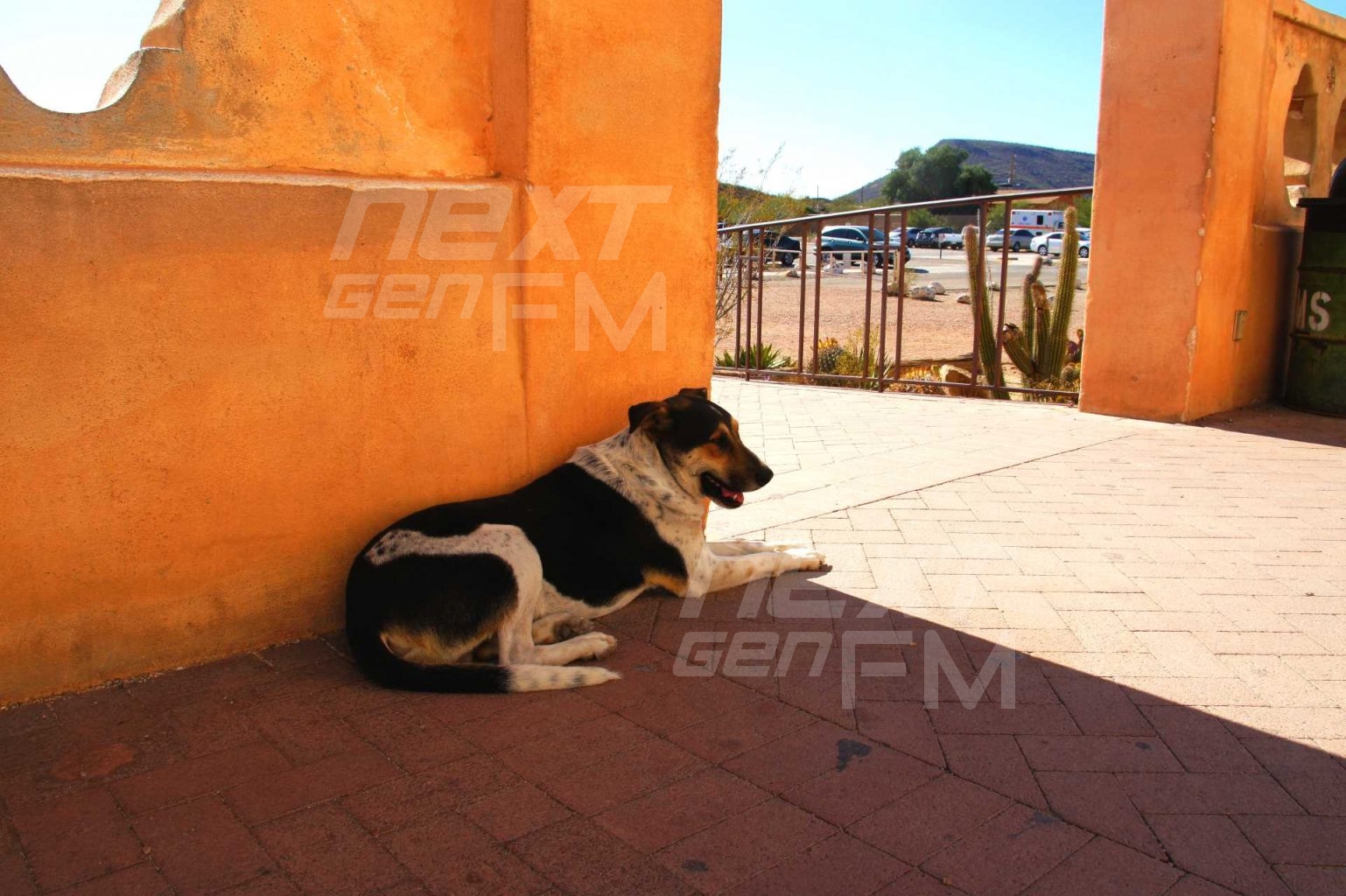 A dog takes a break from the hot Arizona sun in the shade of the church.